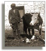 Farmer with cow