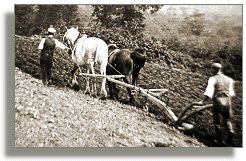 Horse plough