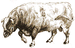 Engraving of bull