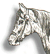 Drawing of horse