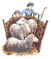 Boys at sheep market