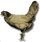 picture of hen