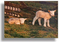 Photo of lambs