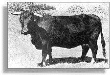 Welsh Black cow