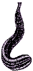 Drawing of a leech