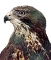 Photo of buzzard