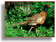 Photo of pheasant