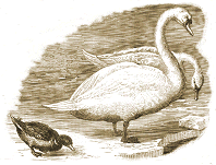 birds engraving